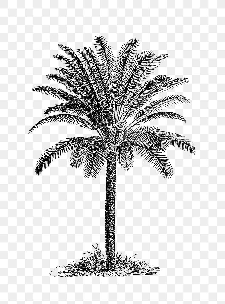 PNG Drawing of a palm tree, transparent background