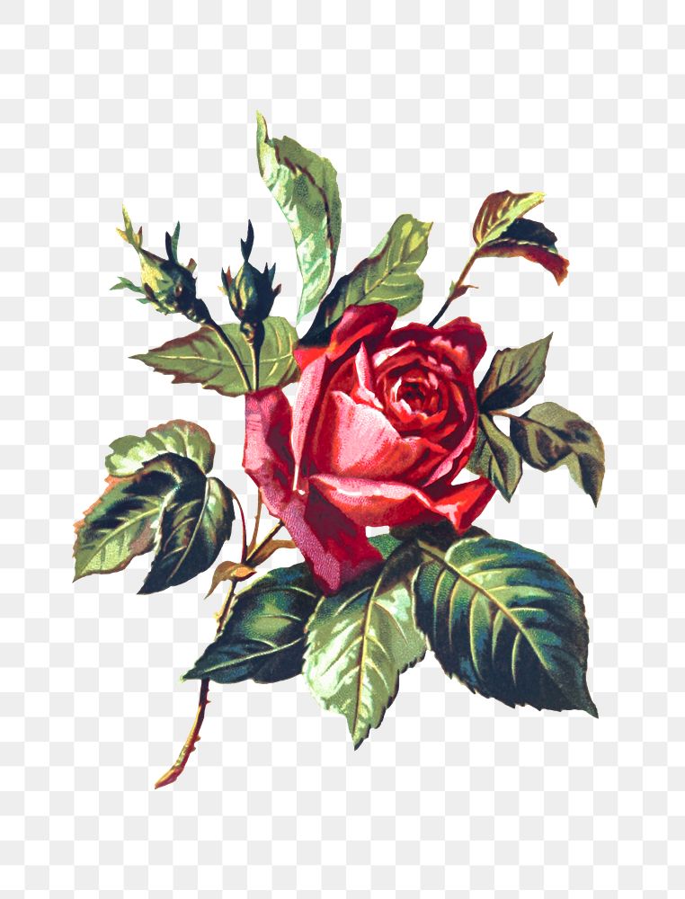 PNG Drawing of a red rose, transparent background