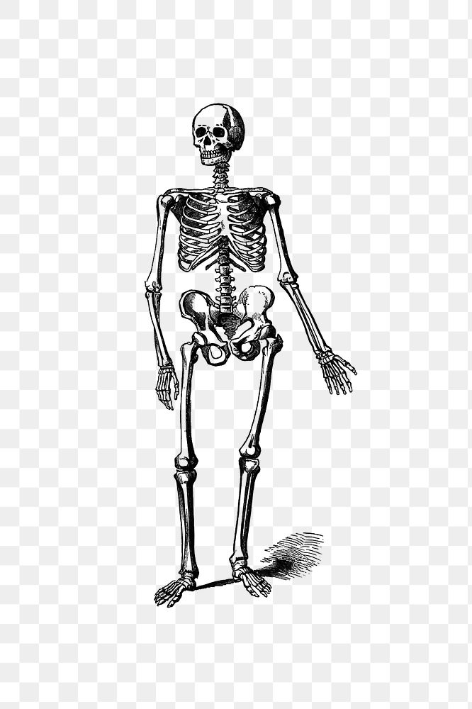PNG Drawing of a human skeleton, transparent background