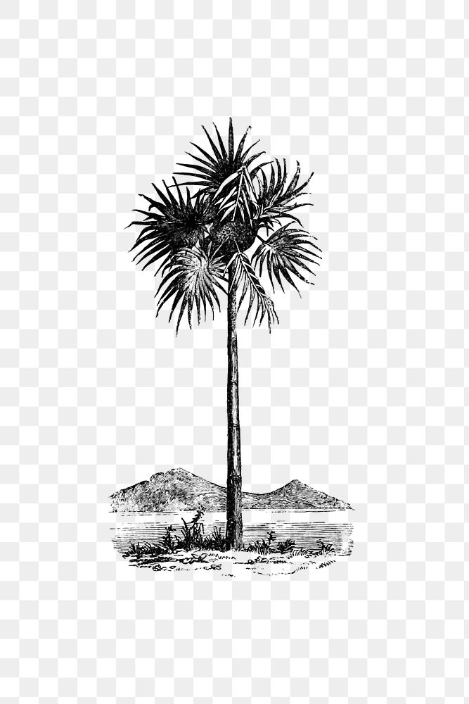 PNG Vintage Victorian style palm tree engraving, transparent background