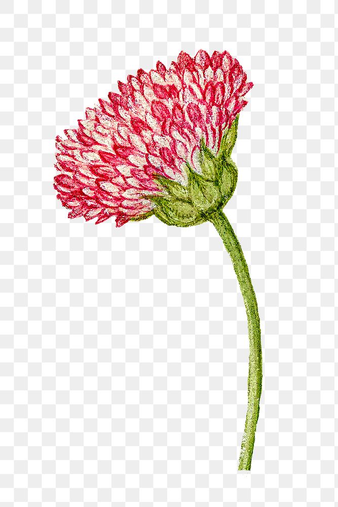 Blooming png pink English daisy flower hand drawn