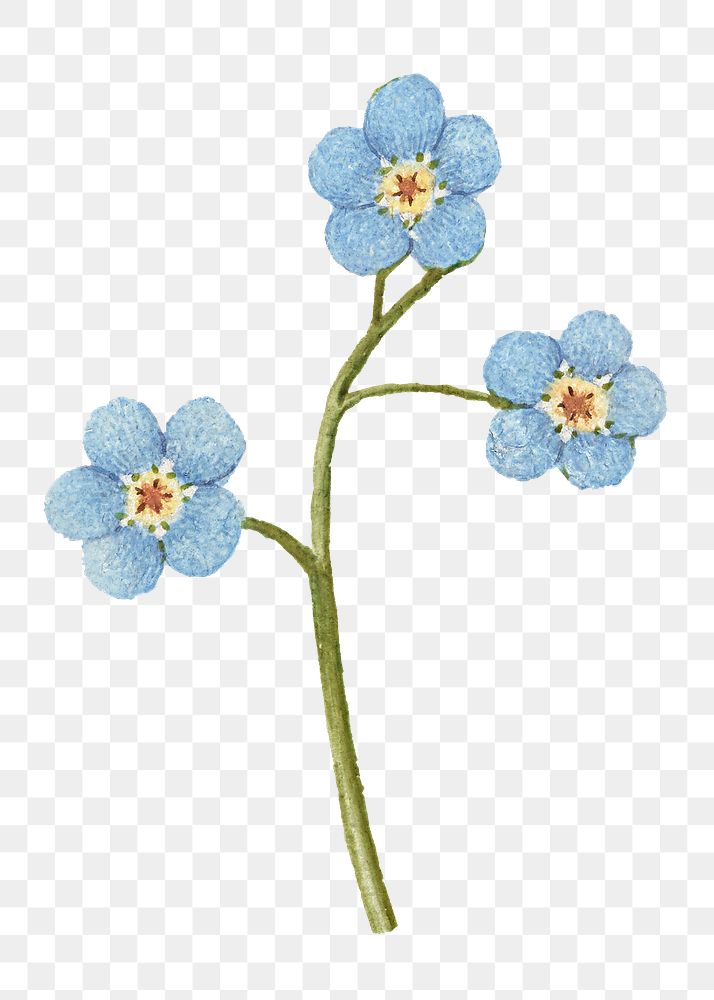 Creeping forget me not flower png