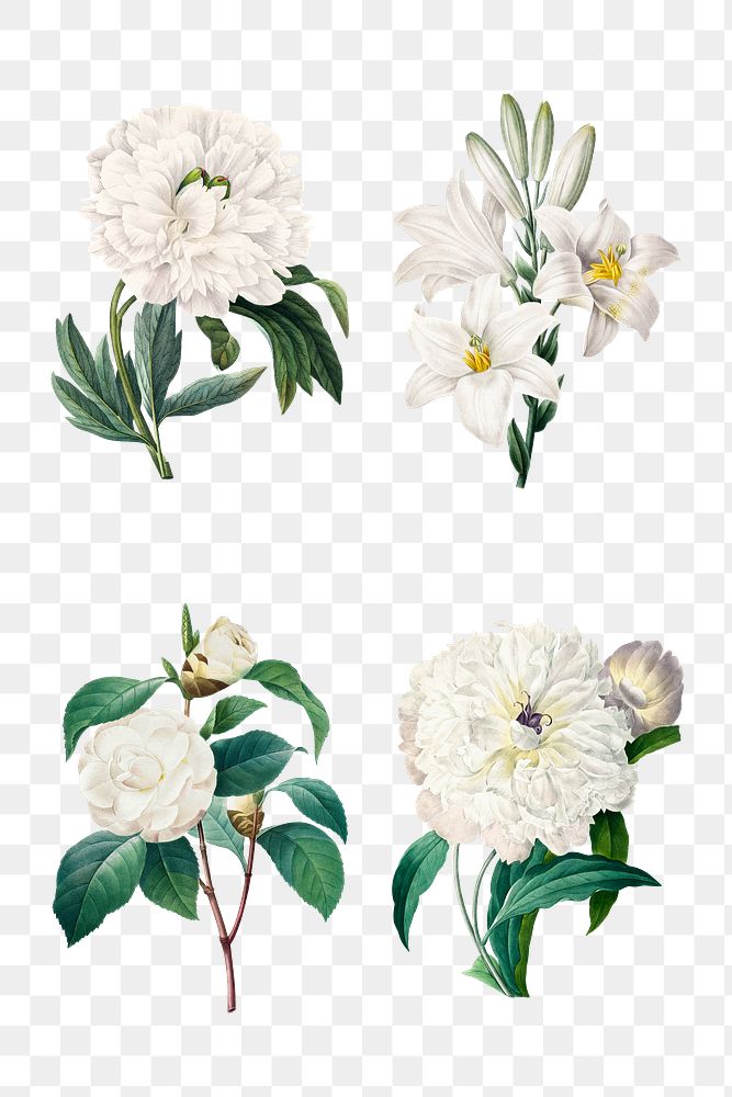 White png flower vintage botanical… | Free stock illustration | High Resolution graphic White png flower vintage botanical illustration set, remixed from artworks by Pierre-Joseph Redouté