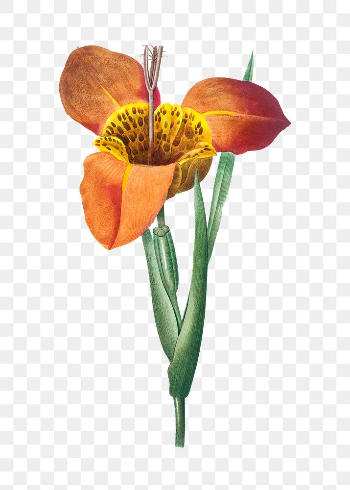 Png Mexican Shell flower botanical art print,… | Free stock illustration | High Resolution graphic Png Mexican Shell flower botanical art print, remixed from artworks by Pierre-Joseph Redouté