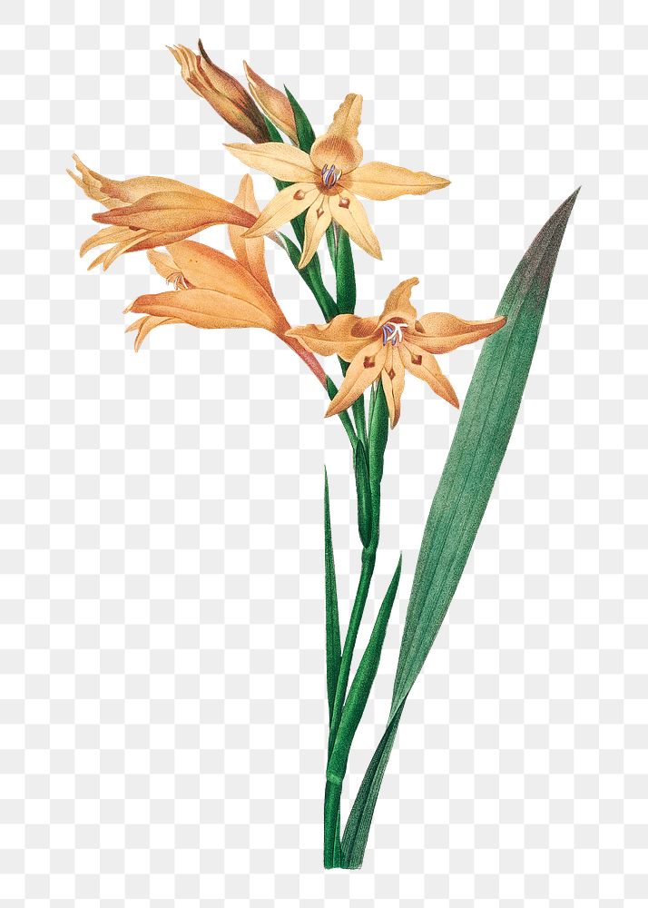 Gladiolus png flower vintage botanical | Premium PNG Sticker - rawpixel