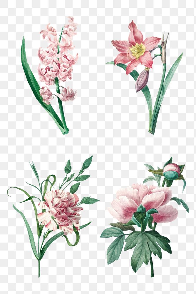 Pink png flower botanical art print set, remixed from artworks by Pierre-Joseph Redout&eacute;