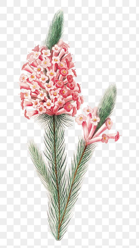 Heather flower png botanical illustration, remixed from artworks by Pierre-Joseph Redout&eacute;
