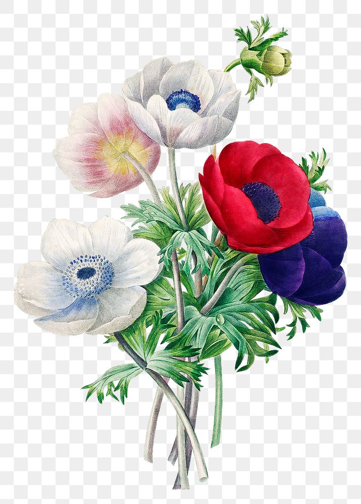 Anemone flower png botanical illustration, remixed from artworks by Pierre-Joseph Redout&eacute;
