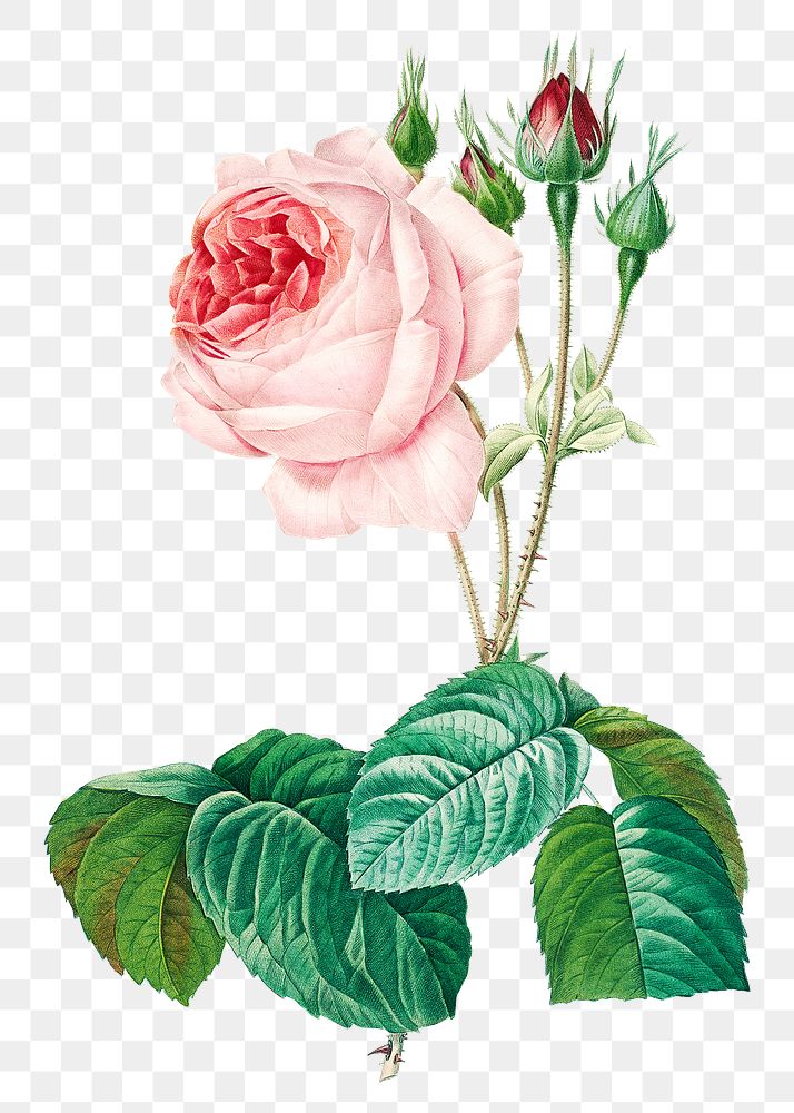 Cabbage rose flower png botanical illustration, remixed from artworks by Pierre-Joseph Redout&eacute;