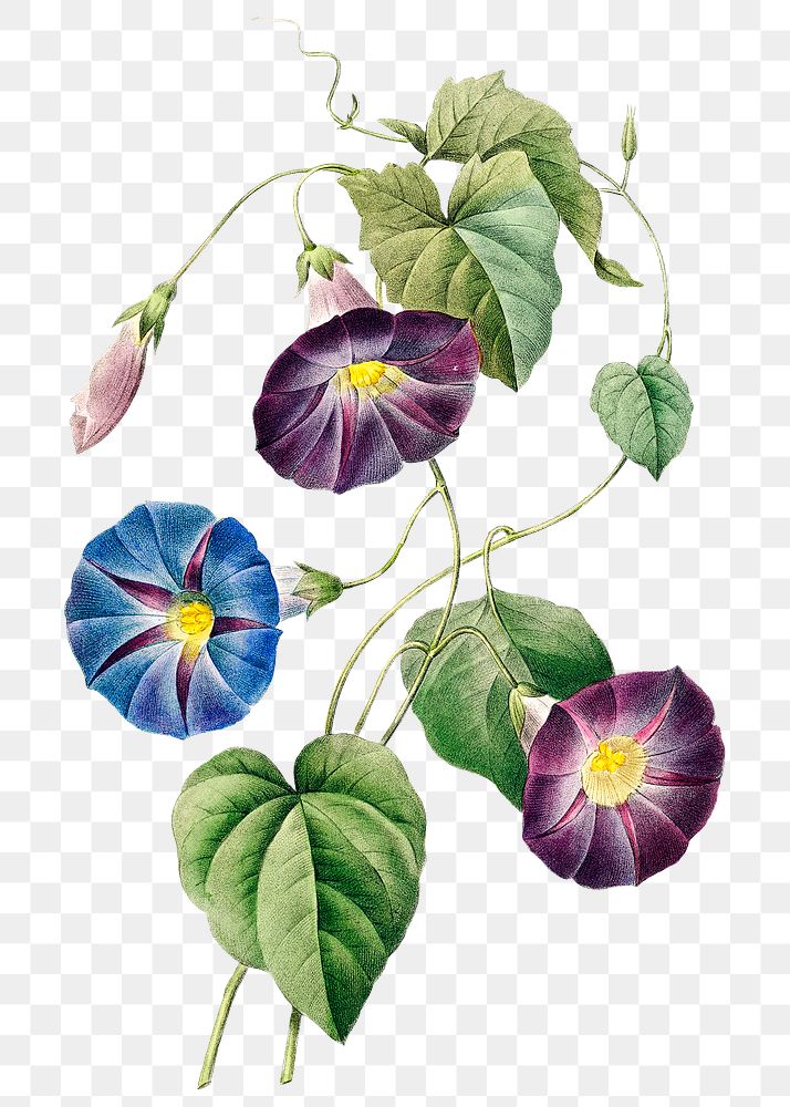 Morning glory flower png botanical illustration, remixed from artworks by Pierre-Joseph Redout&eacute;