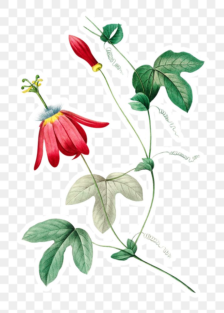 Red passion flower sticker overlay design element 