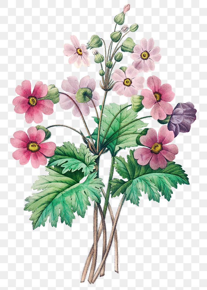 The Chinese primrose flower png botanical illustration, remixed from artworks by Pierre-Joseph Redout&eacute;