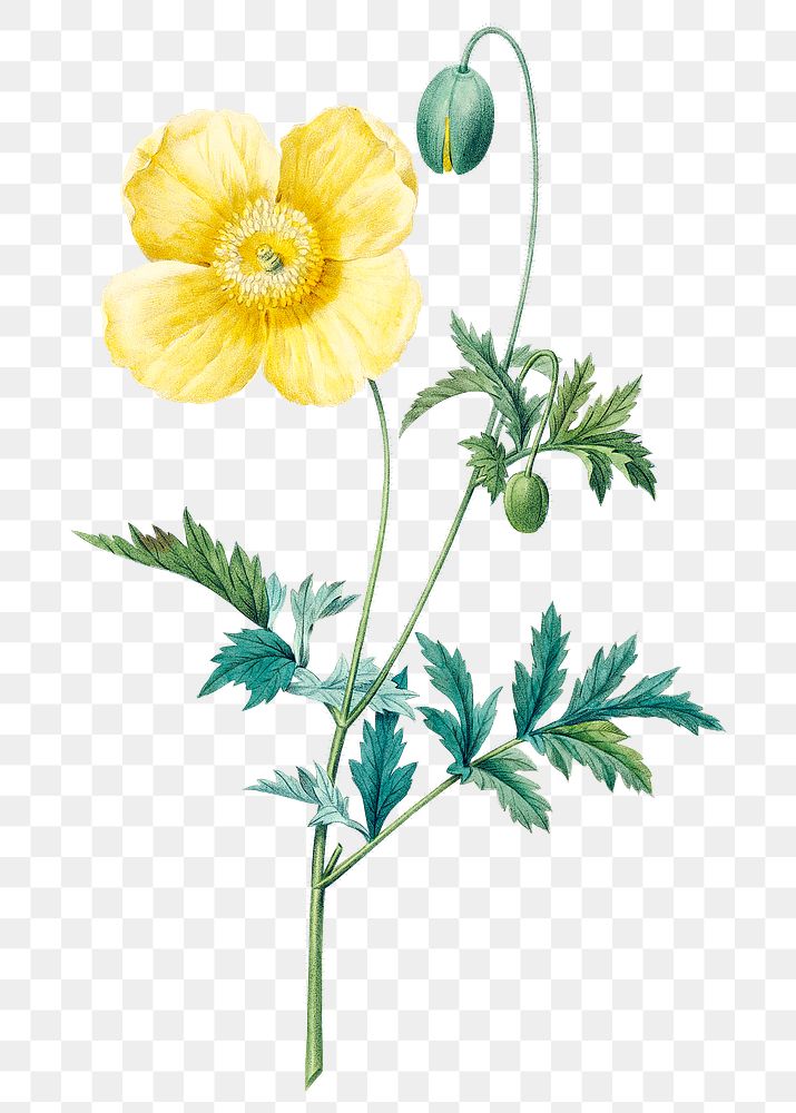 Welsh poppy flower png botanical illustration, remixed from artworks by Pierre-Joseph Redout&eacute;