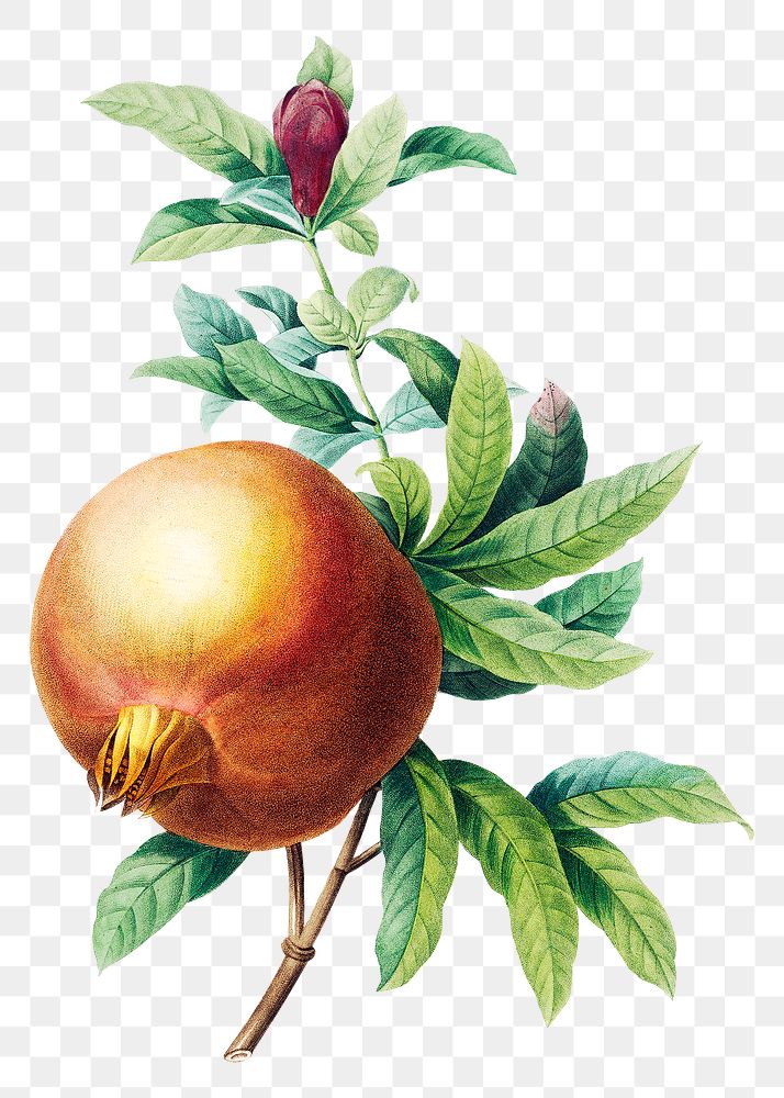 Pomegranate fruit png botanical illustration, remixed from artworks by Pierre-Joseph Redout&eacute;