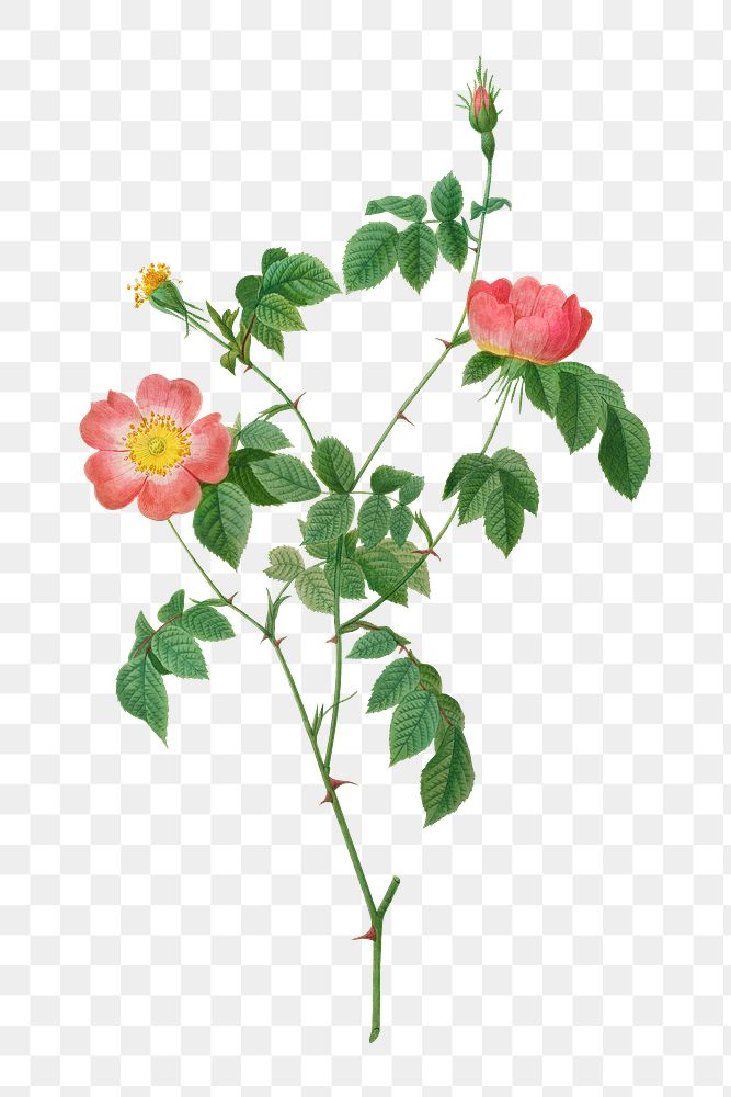 Rosa Indica Transparent Png 