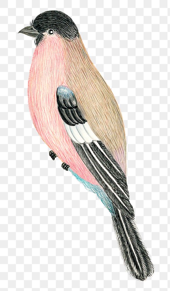 Pink and brown bird png, remixed from the 18th-century artworks from the Smithsonian archive.