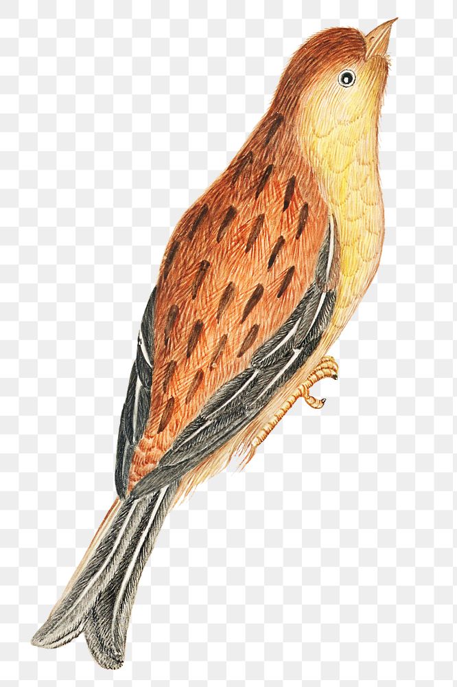 Brown and yellow bird png, remixed from the 18th-century artworks from the Smithsonian archive.