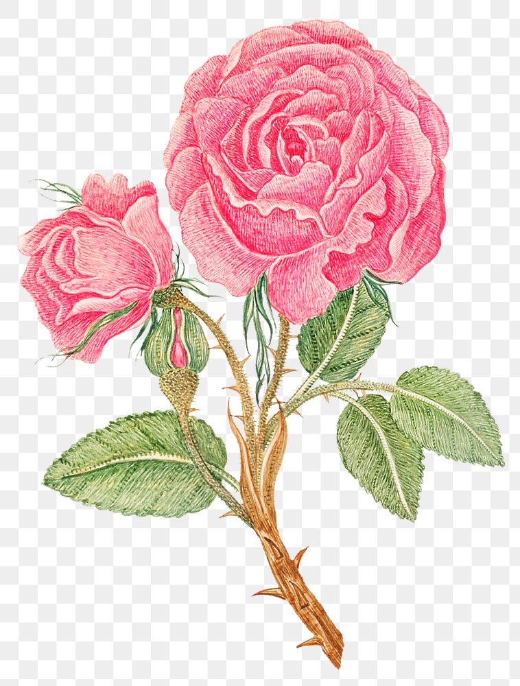 Vintage pink rose png illustration, remixed from the 18th-century artworks from the Smithsonian archive.