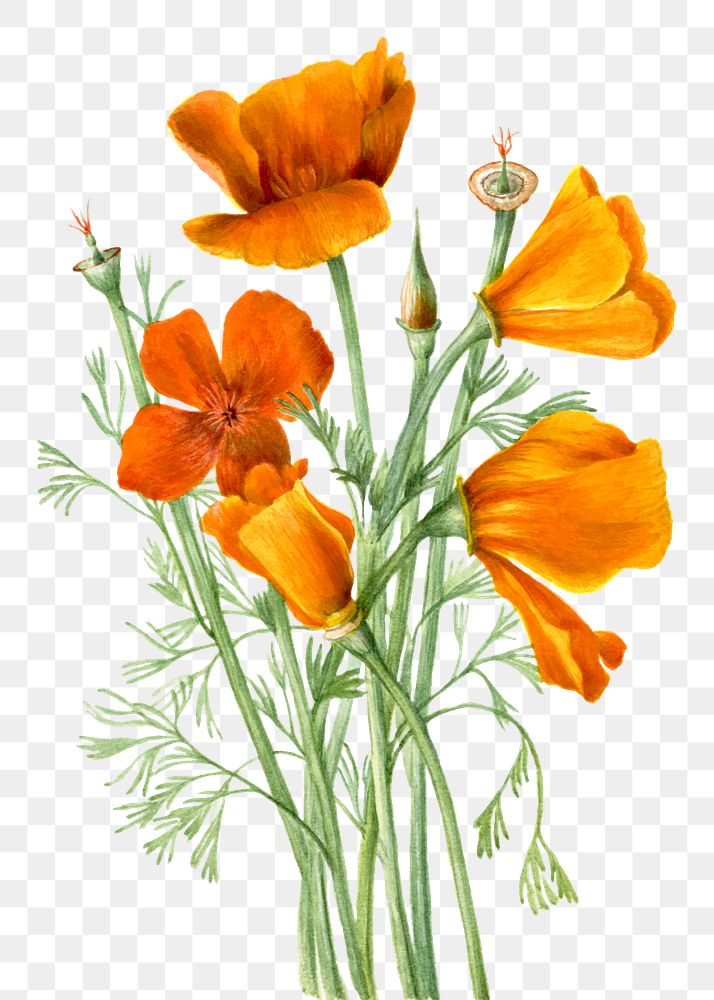 Hand drawn California poppies png floral illustration