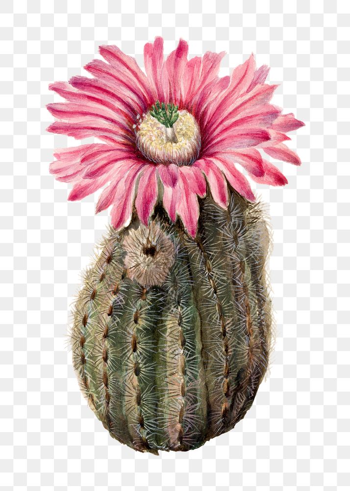 Vintage Turkeyhead cactus blooming illustration png sticker