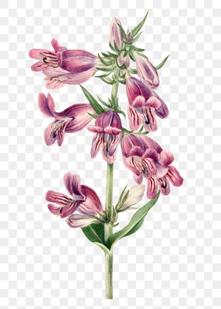 Vintage Prairie pentstemon blooming illustration | Free PNG Sticker ...