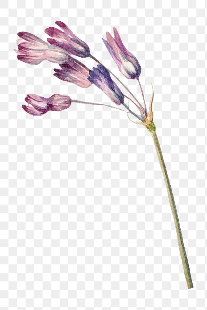 Purple wild hyacinth png botanical illustration watercolor