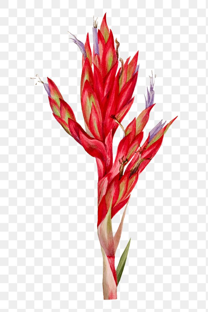 Quill-leaf tillandsia flower png botanical… | Free stock illustration | High Resolution graphic Quill-leaf tillandsia flower png botanical illustration watercolor