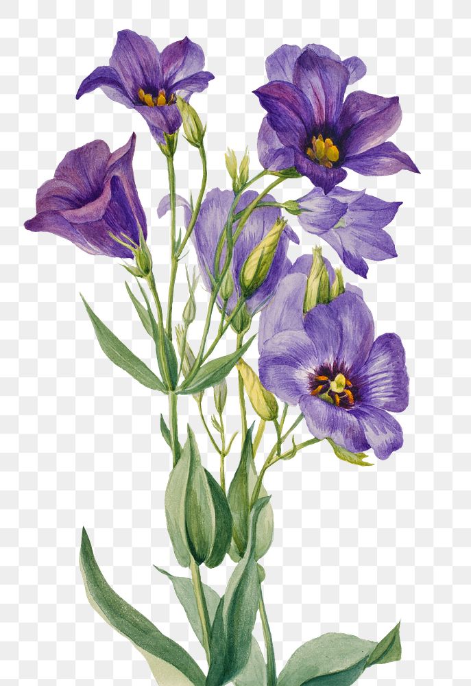 Hand drawn Texas bluebell png floral illustration