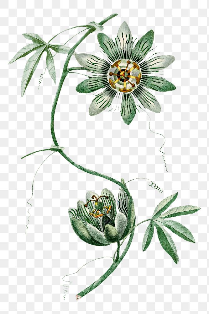Vintage png aesthetic passion flower hand drawn illustration