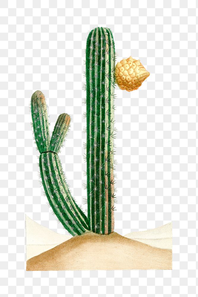 Vintage png pilocereus cactus hand drawn illustration
