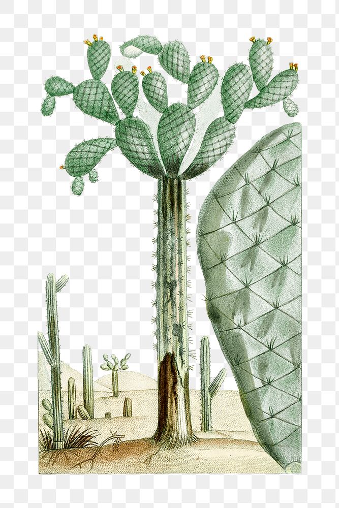 Png hand drawn cactus vintage illustration