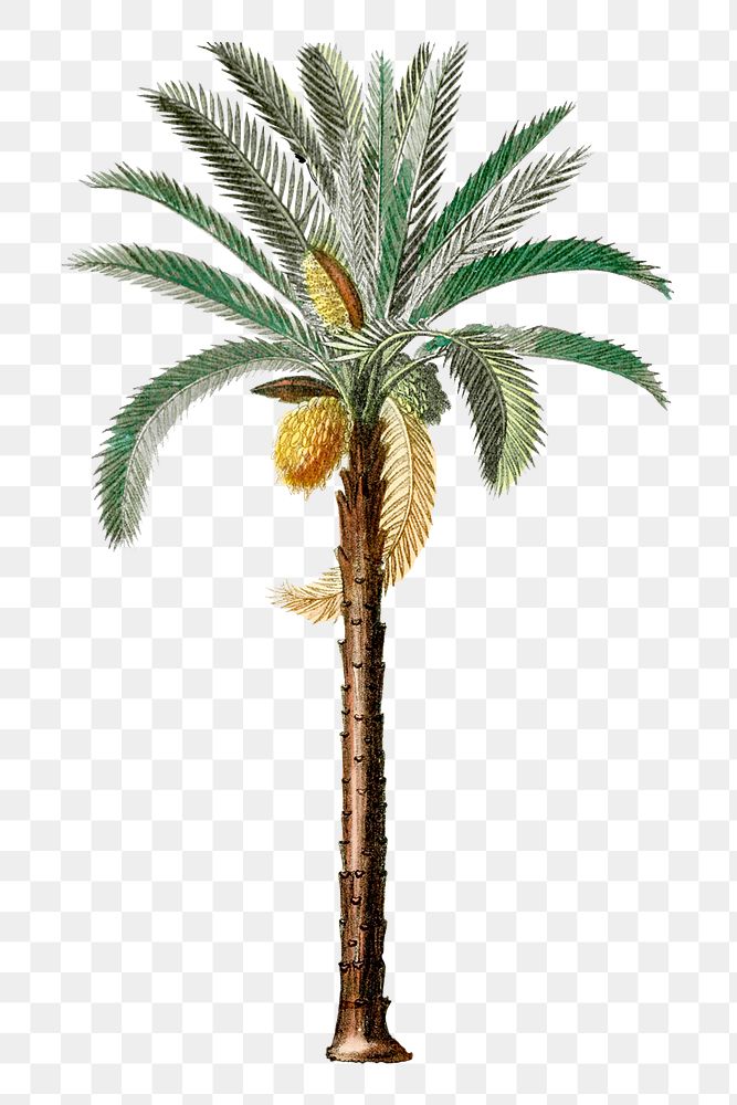 Png hand drawn palm tree illustration