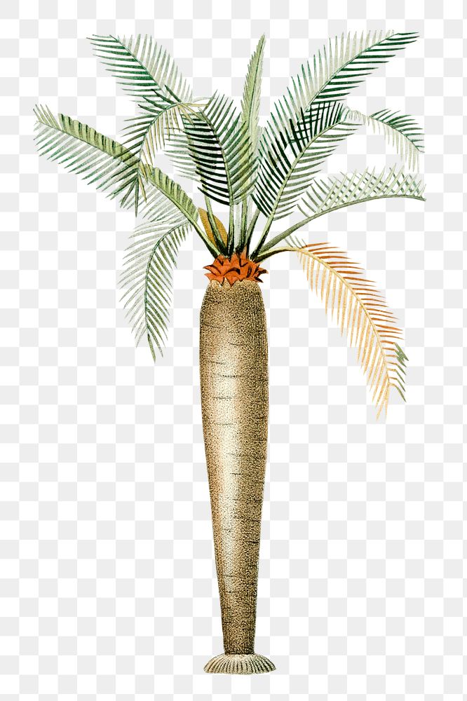 Vintage png palm tree illustration