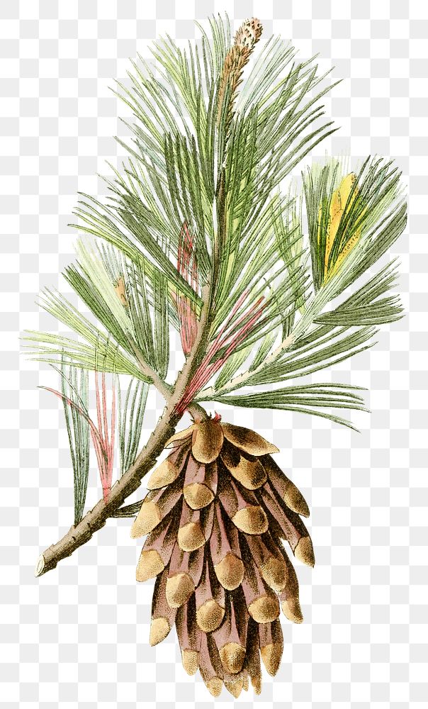 Png hand drawn Hispaniola pine | Premium PNG Sticker - rawpixel