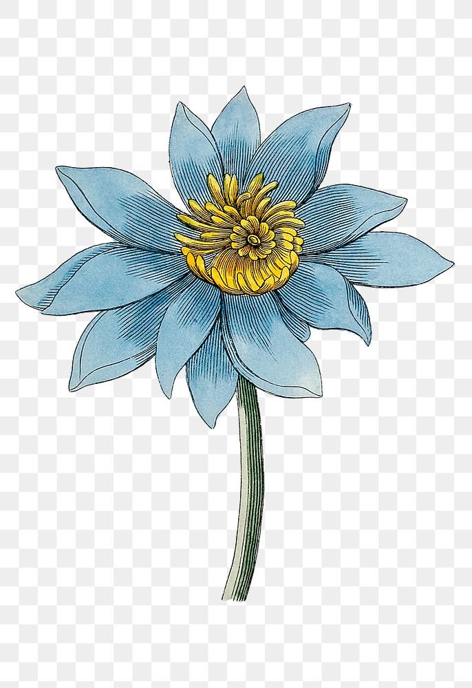Png hand drawn blue lotus  illustration