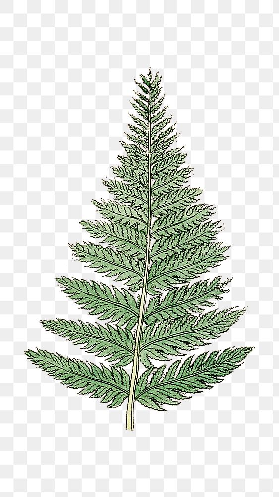 Png hand drawn fern leaf  illustration