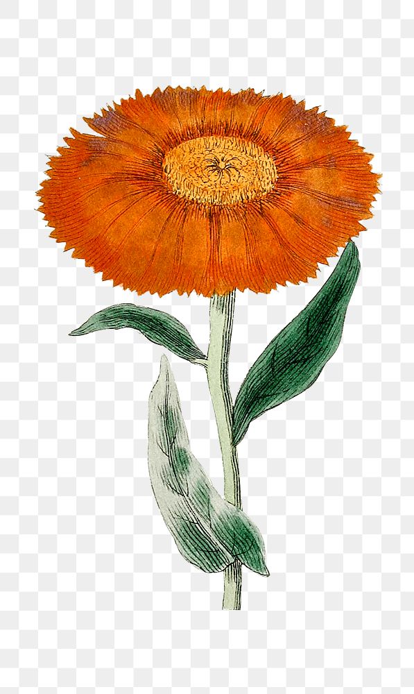 Png hand drawn calendula flower illustration