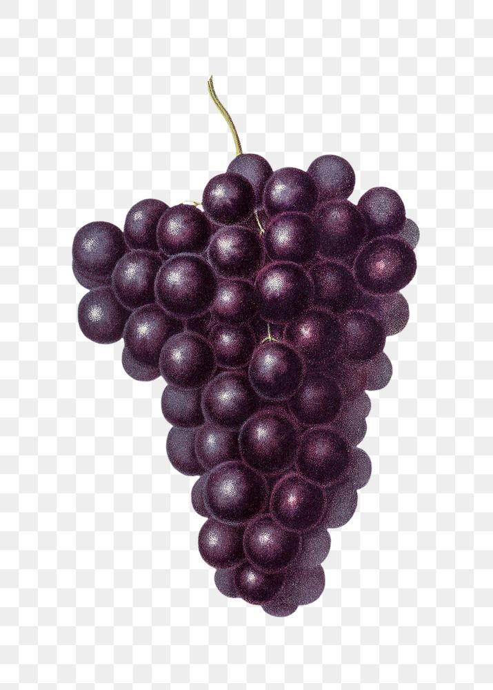Vintage png aesthetic grapes clipart illustration