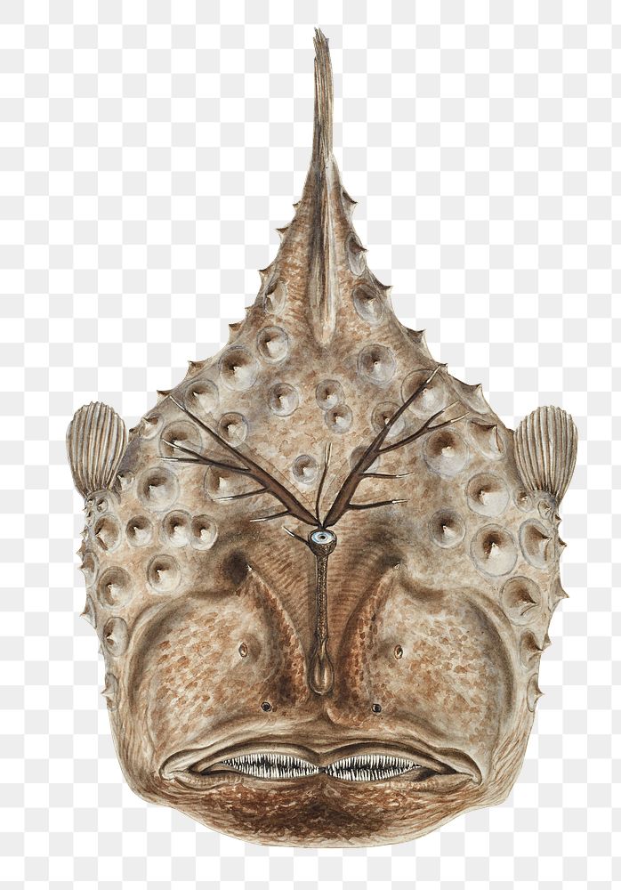 Vintage anglerfish aquatic animal png illustration