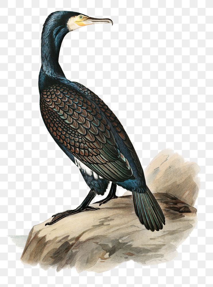 Png sticker great cormorant bird Premium PNG Sticker rawpixel