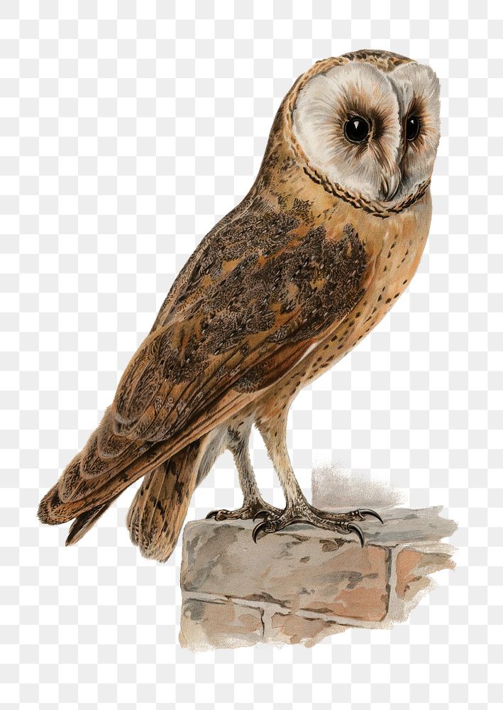 Png barn owl bird hand drawn