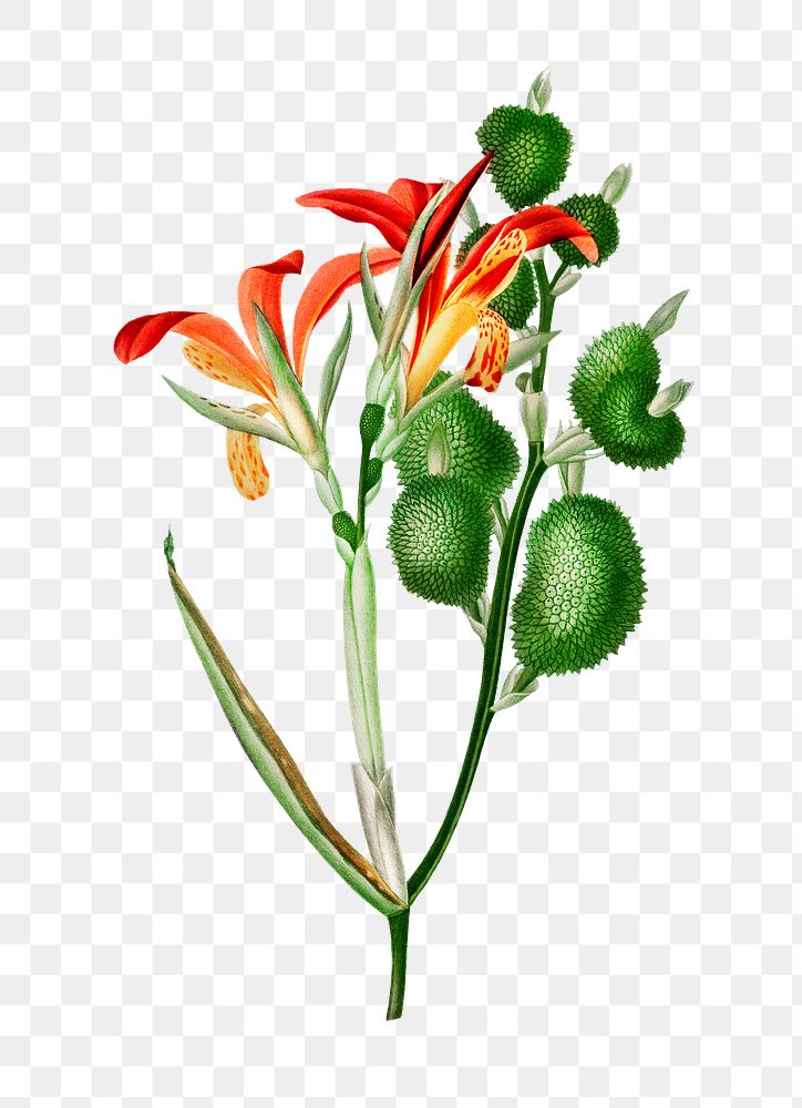 Vintage edible canna png flower, remix from artworks by Charles Dessalines D'orbigny