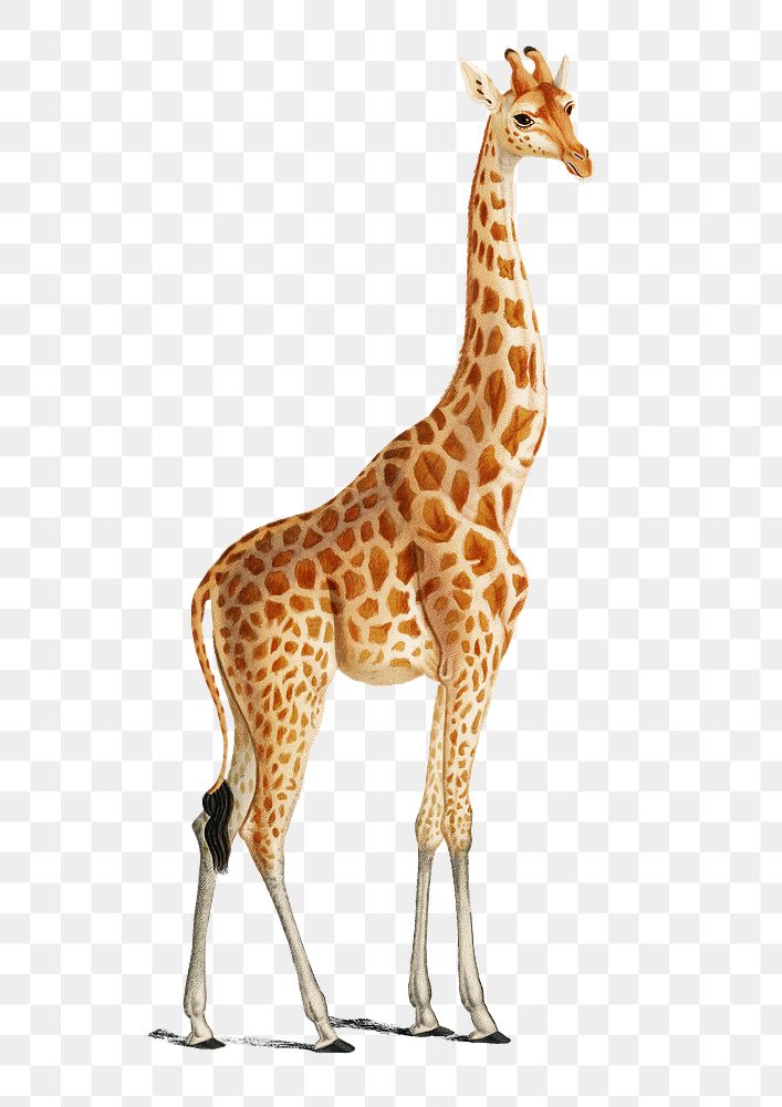 Hand drawn giraffe png wild animal, remix from artworks by Charles Dessalines D'orbigny