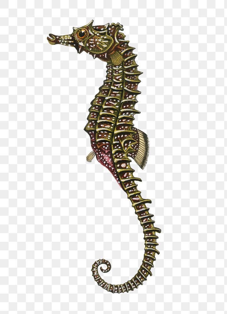 Vintage lined seahorse png, remix from artworks by Charles Dessalines D'orbigny