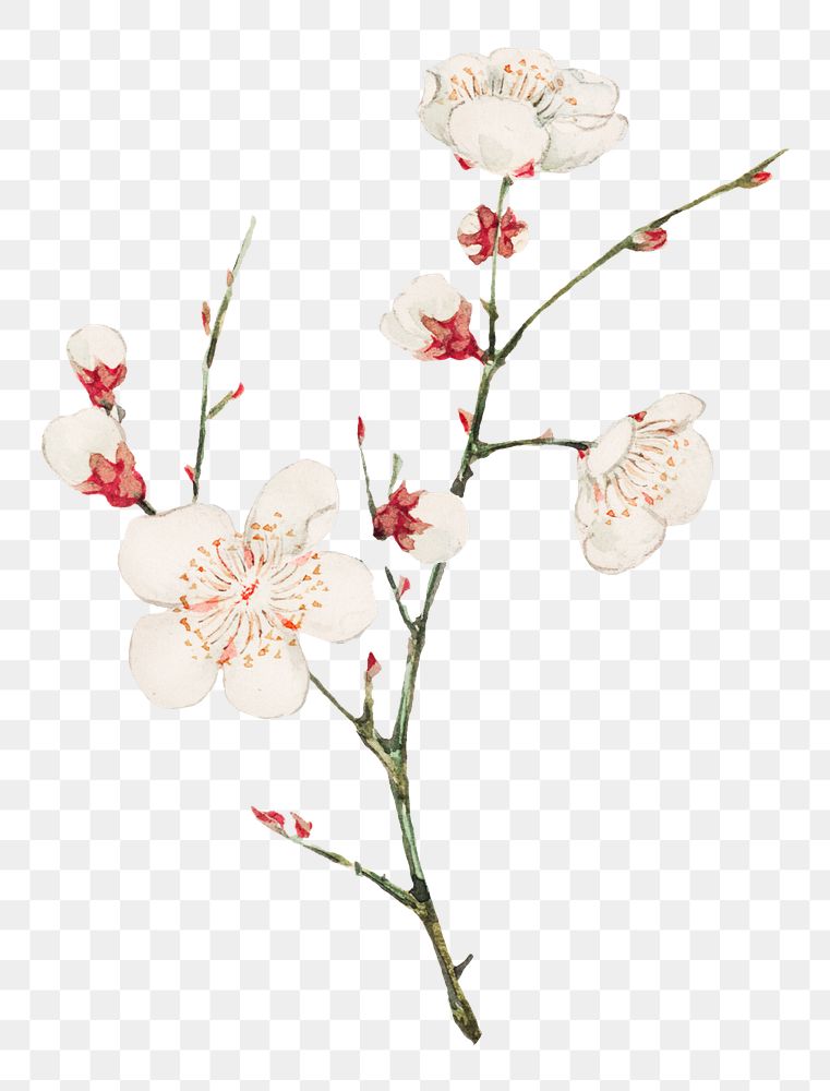 Vintage Japanese plum blossom png art print, remix from artworks by Megata Morikaga