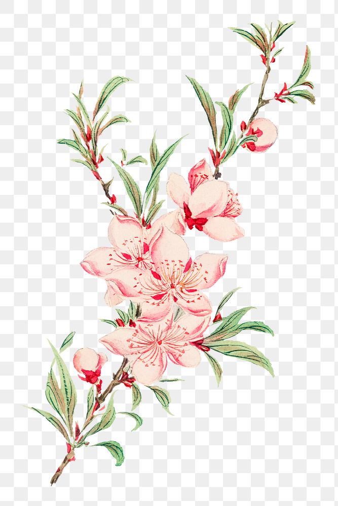 Vintage Japanese peach blossoms png art print, remix from artworks by Megata Morikaga