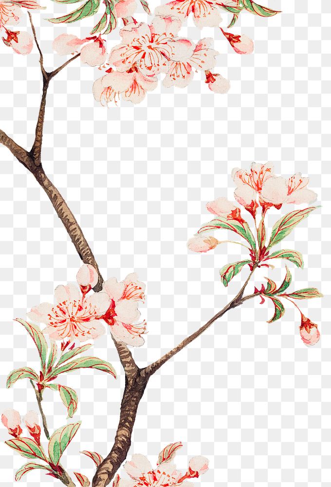 Vintage Japanese cherry blossoms png art print, remix from artworks by Megata Morikaga