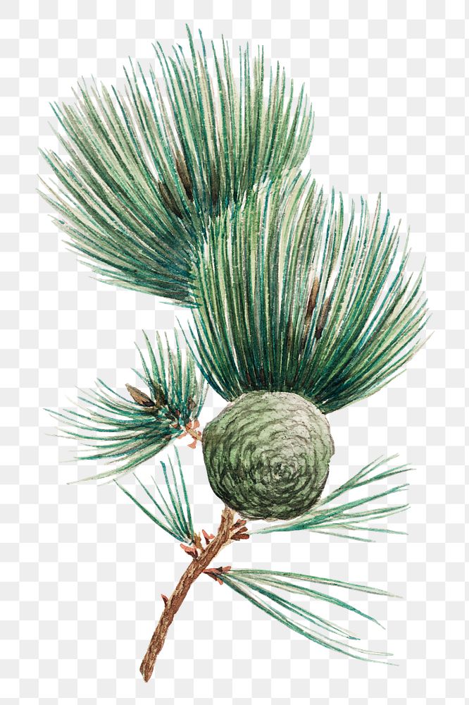 Vintage Japanese pine tree png art print, remix from artworks by Megata Morikaga