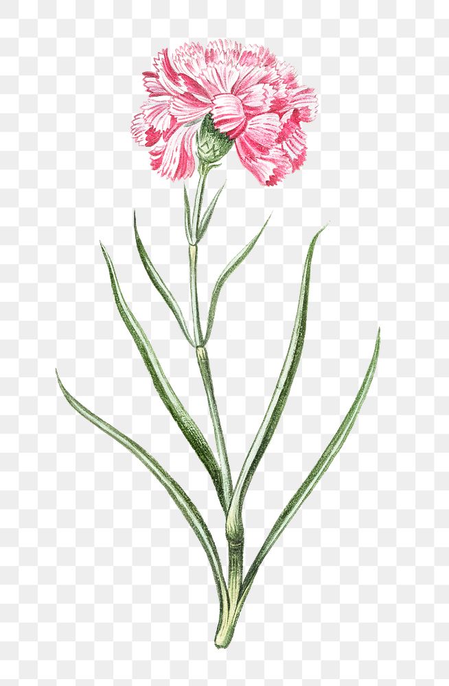 Pink caryophyllus maximus carnation transparent | Premium PNG Sticker ...