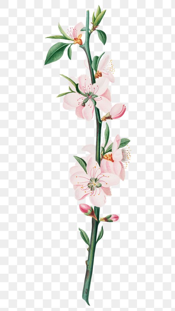 Hand drawn peach flower branch design element